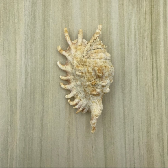 Spider Conch Lambis Truncata Seashell Natural Shell 5 Inch Home Decor Gift - Picture 2 of 9